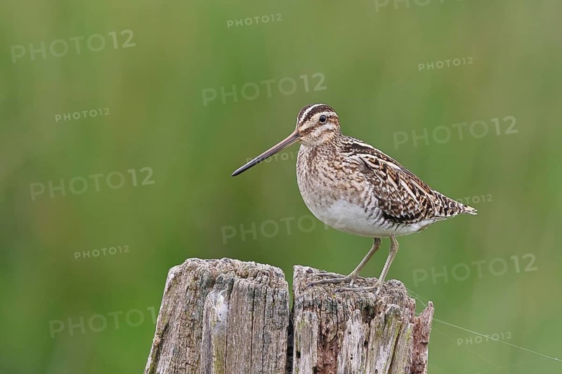 Snipe (Gallinago gallinago), standing on fence post of a pasture, on moorland, snipe birds, wildlife, nature photography, Ochsenmoor, Naturpark Dümmer See, Hüde, Lower Saxony, Germany