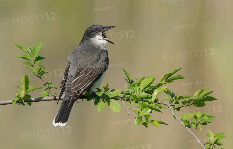 Eastern Kingbird (Tyrannus tyrannus) eating a berry, Texas, USA