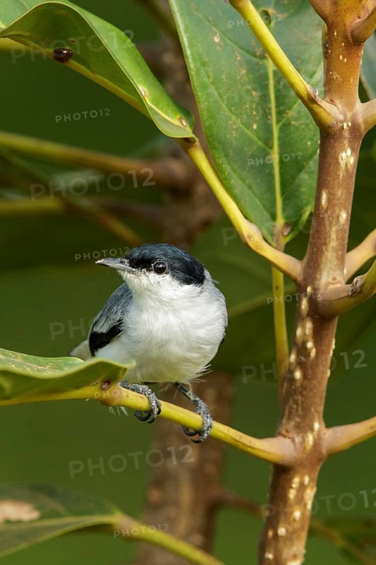 Tropical Gnatcatcher (Polioptila plumbea) perched on a branch in the rainforest of Guyana