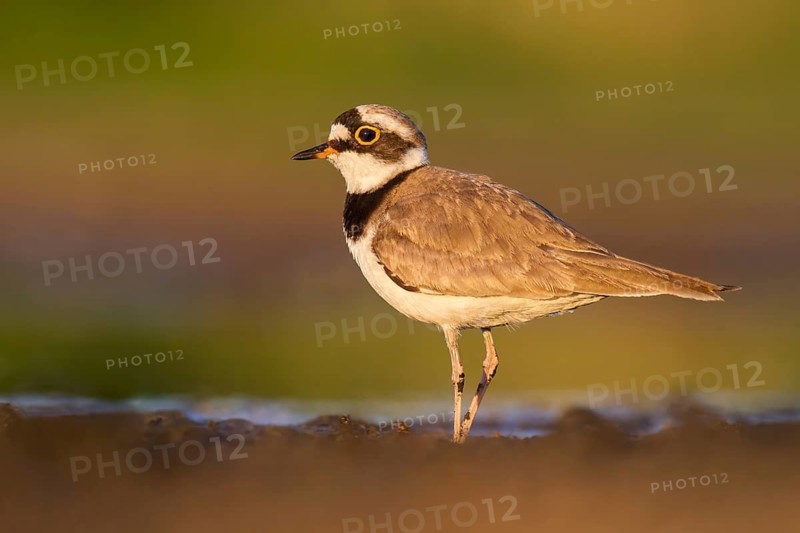 Little Ringed Plover (Charadrius dubius) foraging in the mud, Poland