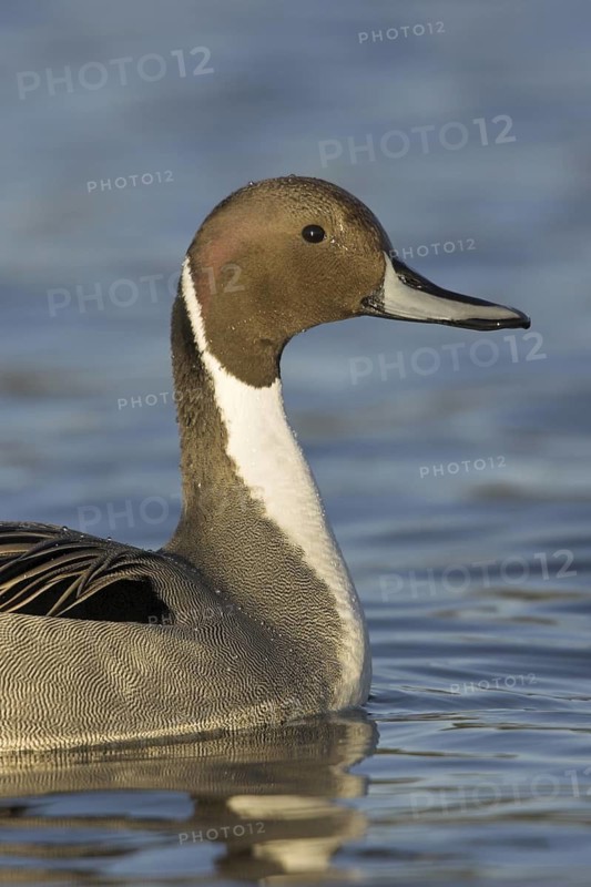 Northern Pintail (Anas acuta) male, British Columbia, Canada