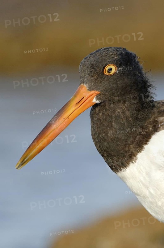 American Oystercatcher (Haematopus palliatus), Texas, USA