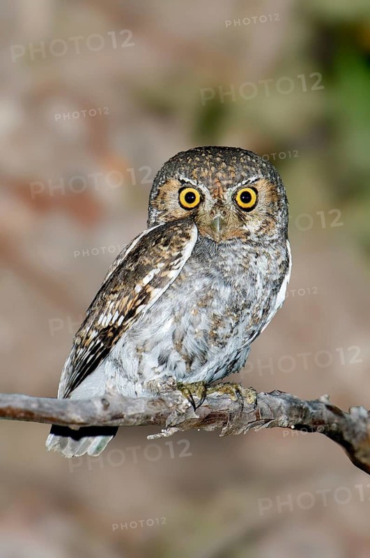 Elf Owl (Micrathene whitneyi), Arizona, USA