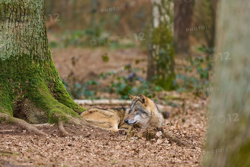 Two wolves in a wooded area, one standing and alert, the other playfully sitting on the ground, Wolf (Canis Lupus), Germany