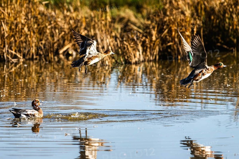 Eurasian Wigeon, Mareca penelope, birds in flight over marshes in Devon, England, United Kingdom