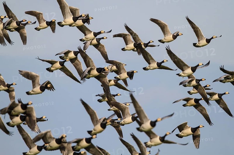 Barnacle Goose (Branta leucopsis) flying, Netherlands
