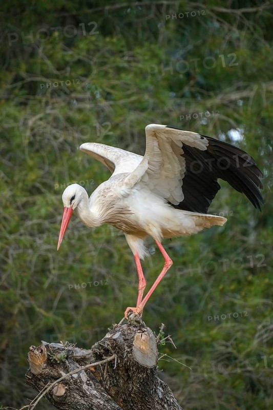 Rasmalho, Portimao, Algarve, Portugal - Stork colony, storks. The stork village near Rasmalho is located directly on the road from Portimao to Monchique