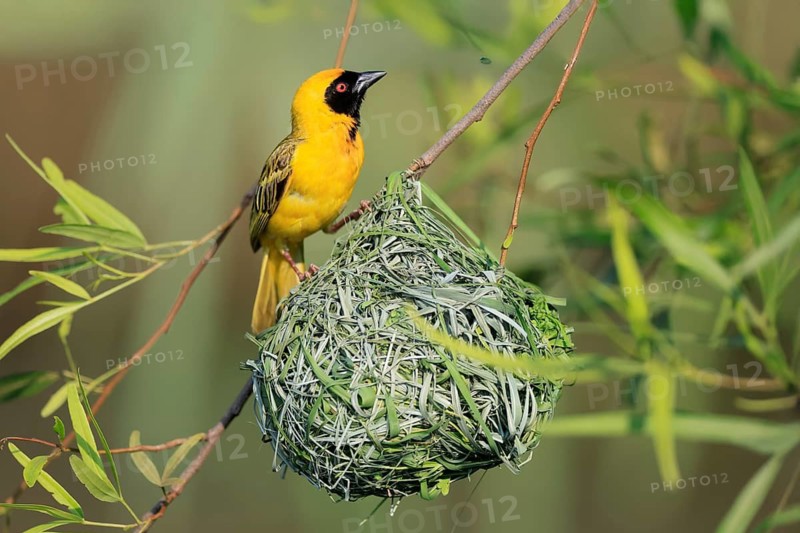 Masked Weaver (Ploceus velatus), adult, male, at the nest, alert, Pilanesberg National Park, North West Province, South Africa