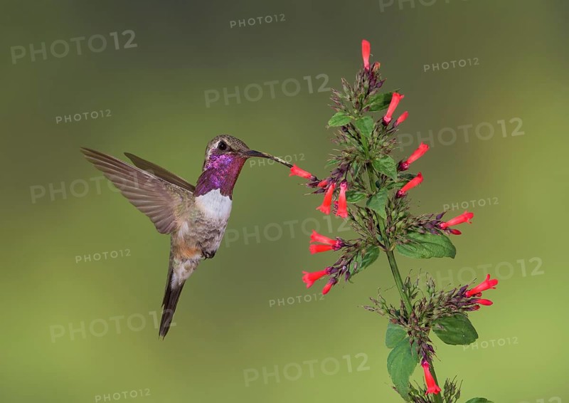 Lucifer Sheartail (Calothorax lucifer) male feeding on flower nectar, Texas, USA