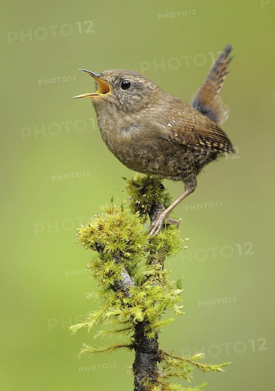 Pacific Wren (Troglodytes pacificus) singing, British Columbia, Canada