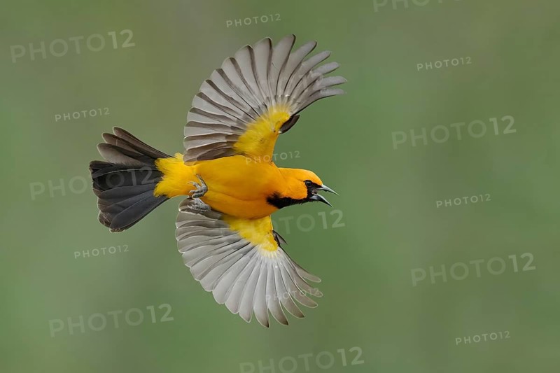 Altamira Oriole (Icterus gularis) calling in flight, Texas, USA