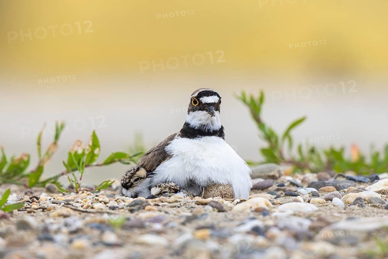 Little Ringed Plover (Charadrius dubius) hatching, North Rhine-Westphalia, Germany