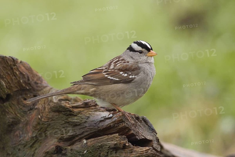 An adult White-crowned Sparrow (Zonotrichia leucophyrs) in winter habitat in Sacramento County California