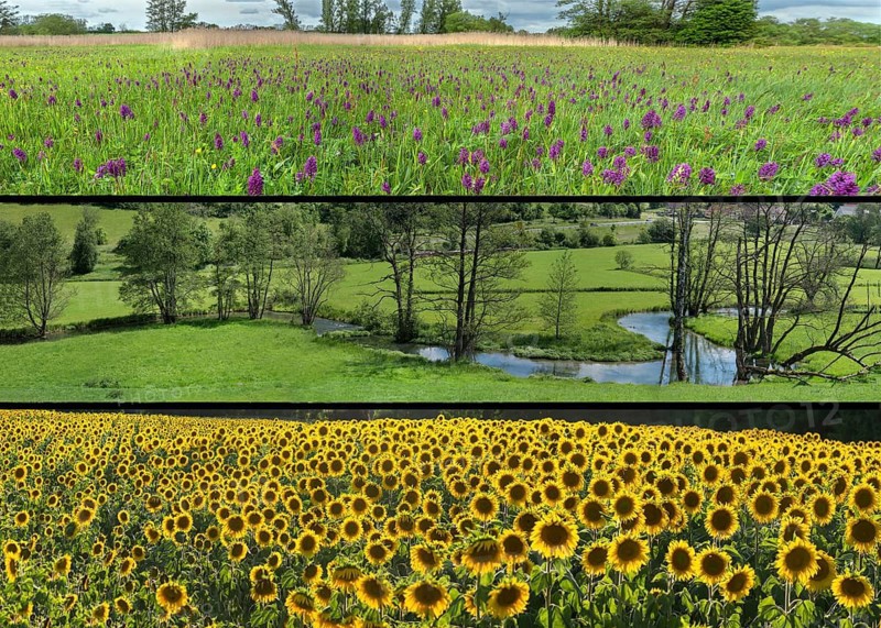 Collage, spotted orchid (Dactylorhiza maculata), Trubach valley, and sunflower field (Helianthus annuus), Franconia, Bavaria, Germany