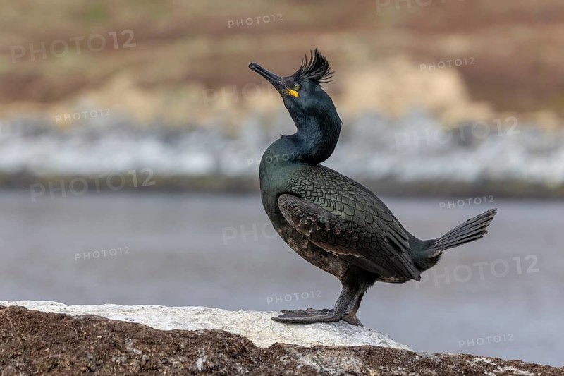 Cormorant (Phalacrocorax aristotelis), with bonnet, Hornoya, Varangerfjord, Norway