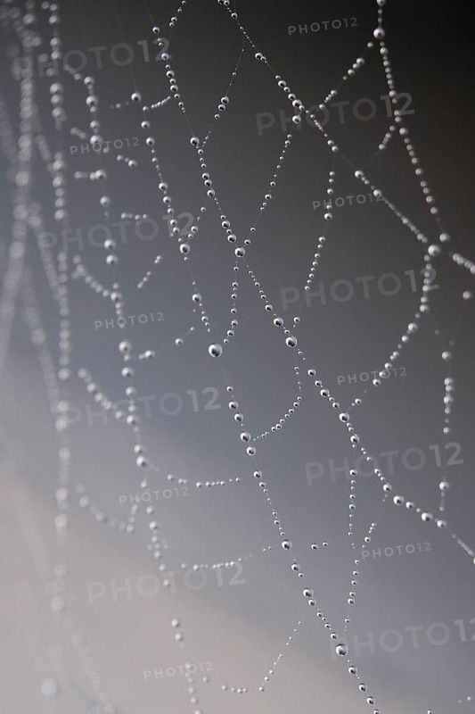 Cobweb web with dewdrops, macro photography, Germany