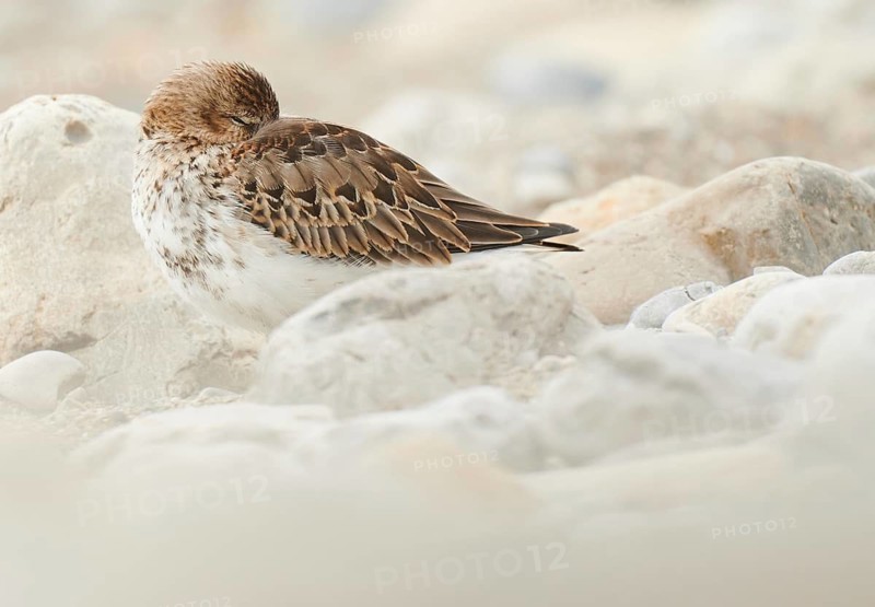Dunlin (Calidris alpina) resting, Asturias, Spain