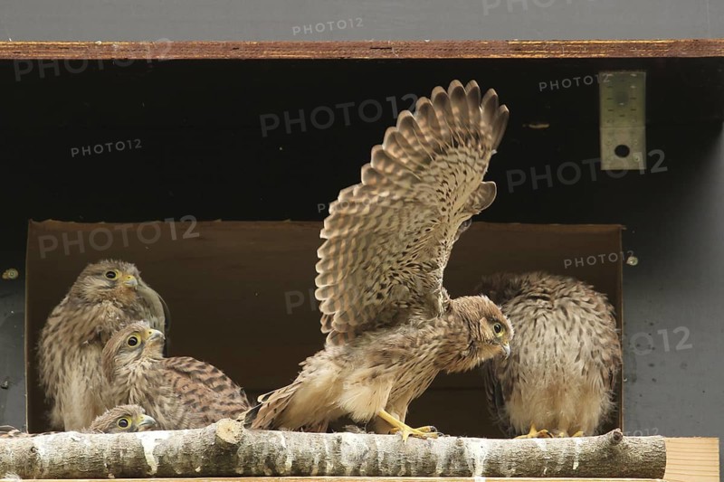 Common Kestrel (Falco tinnunculus) juvenile, Lower Saxony, Germany