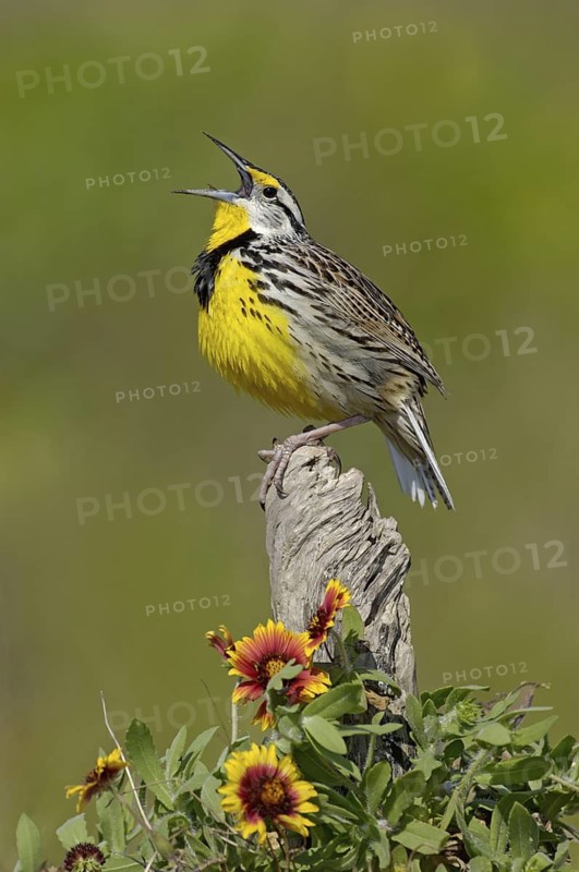 Eastern Meadowlark (Sturnella magna) singing, Texas, USA