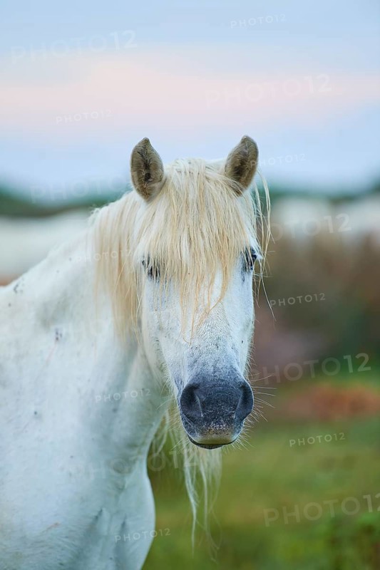 Close-up of a white Camargue horse with a long mane on a green meadow in a quiet atmosphere, Camargue, France