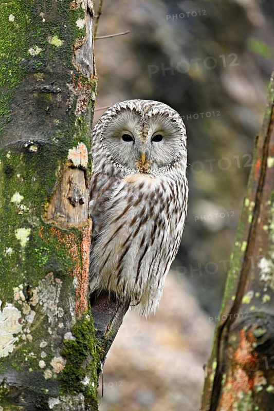 Ural owl (Strix uralensis), captive, Switzerland