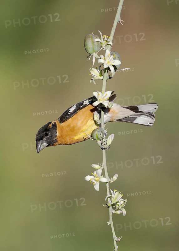 Black-headed Grosbeak (Pheucticus melanocephalus) male perched on a branch, Arizona, USA