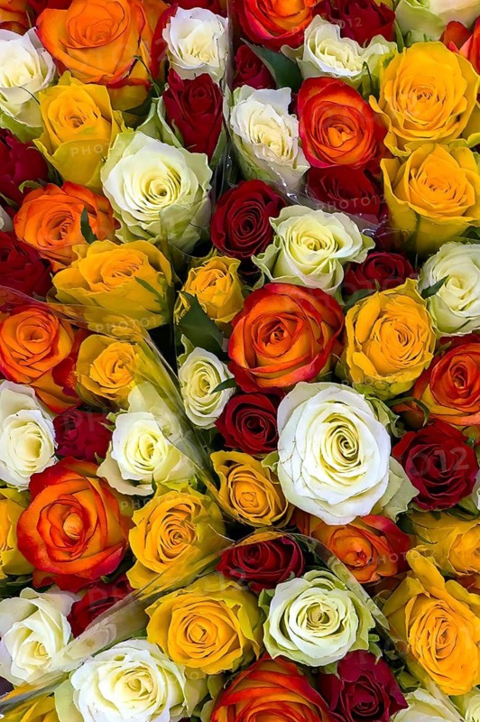 Close-up view from above of roses in bouquet Bouquet of roses with white yellow red dark red roses, international