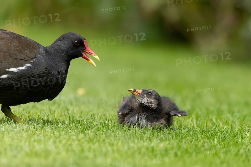 Moorhen (Gallinula chloropus) adult parent and juvenile baby birds on grass, England, United Kingdom