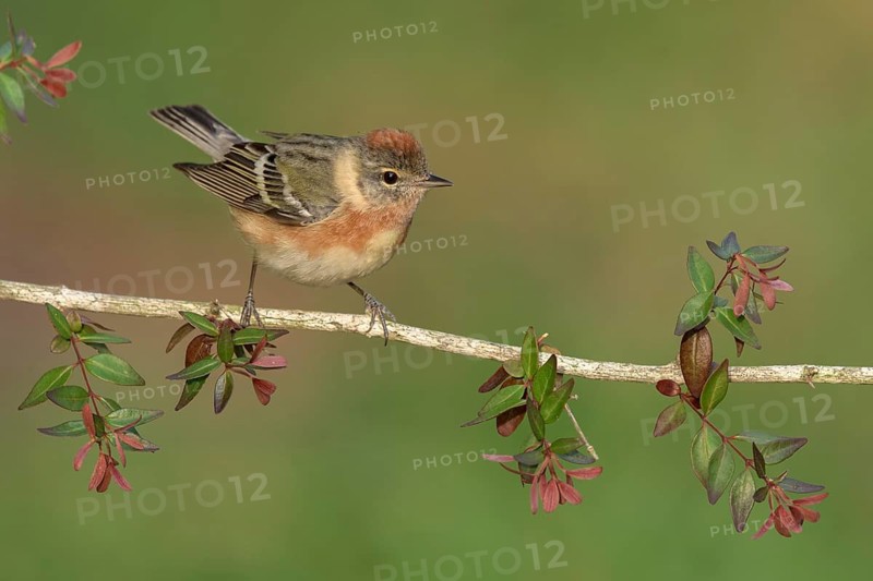 Bay-breasted Warbler (Setophaga castanea) female perched on a branch, Texas, USA
