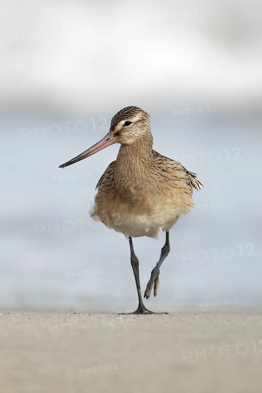Pfuhlschnepfe; lat. Limosa lapponica; am Sandstrand vor der Brandung gehend; Nordseestrand; Düne von Helgoland: Hochformat