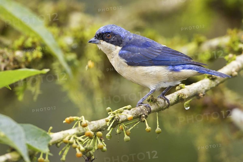 Fawn-breasted Tanager (Pipraeidea melanonota), Ecuador
