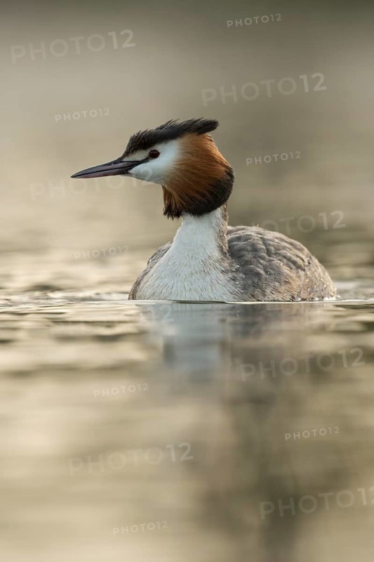 Great Crested Grebe (Podiceps cristatus), North Rhine-Westphalia, Germany