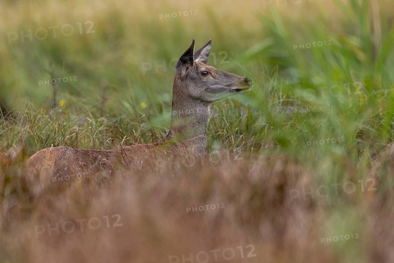The red deer (Cervus elaphus) looks with interest at the reed belt opposite, mating season, marshland, Germany