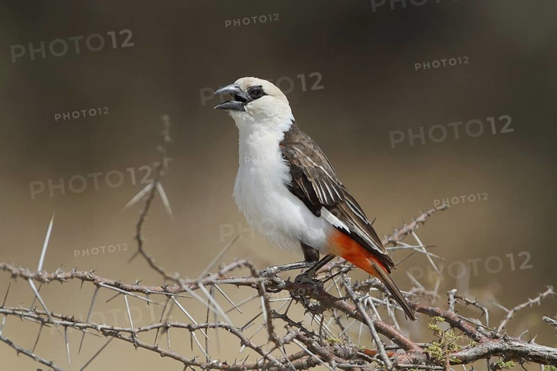 White-headed Buffalo Weaver, bubalornis albiroistris