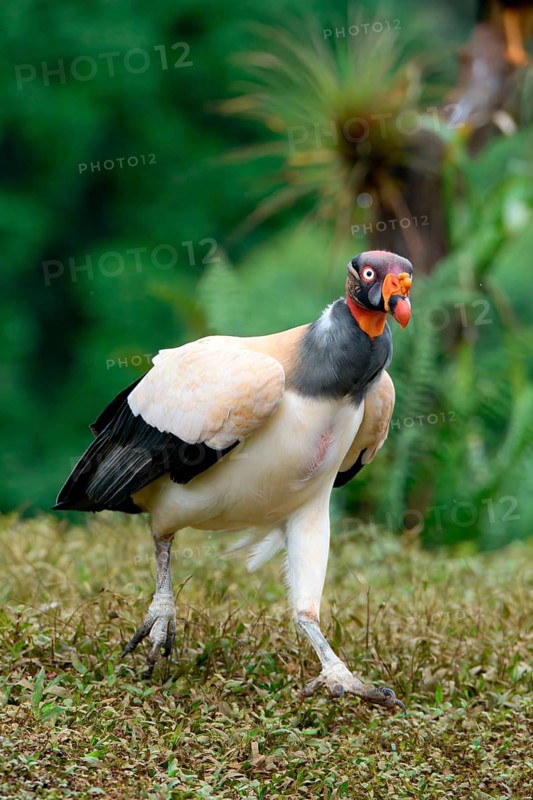 King vulture (Sarcoramphus papa) walking on grass, Costa Rica