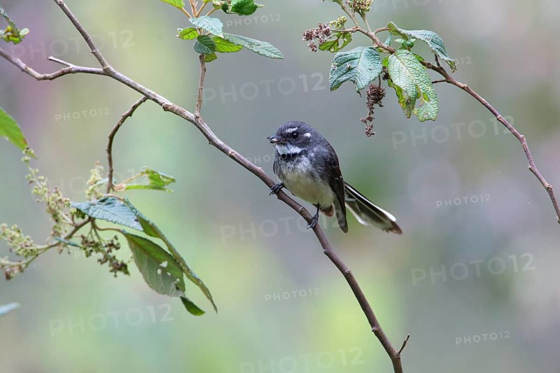 Grey Fantail (Rhipidura albiscapa) perched on a branch, Victoria, Australia