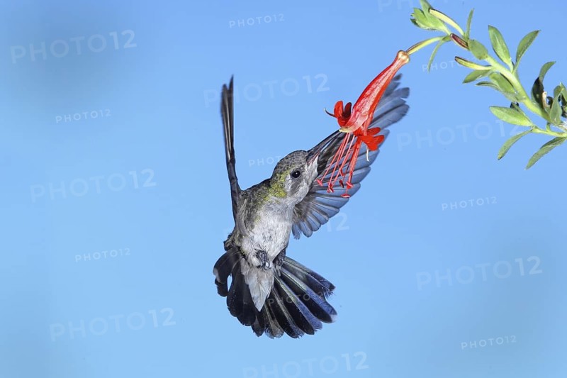 Broad-billed Hummingbird Cynanthus latirostris Amado, Arizona, United States 20 August Adult Female Trochilidae