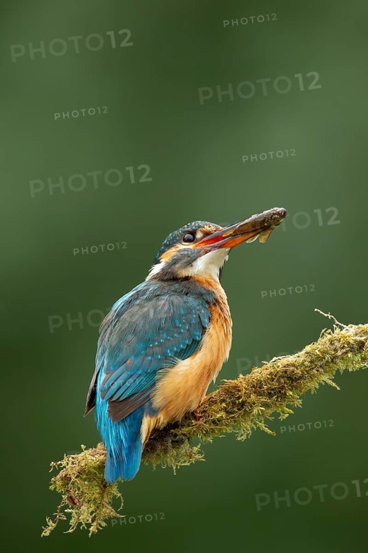 Common kingfisher (Alcedo atthis) adult female bird on a moss covered tree branch with a fish in its beak, England, United Kingdom