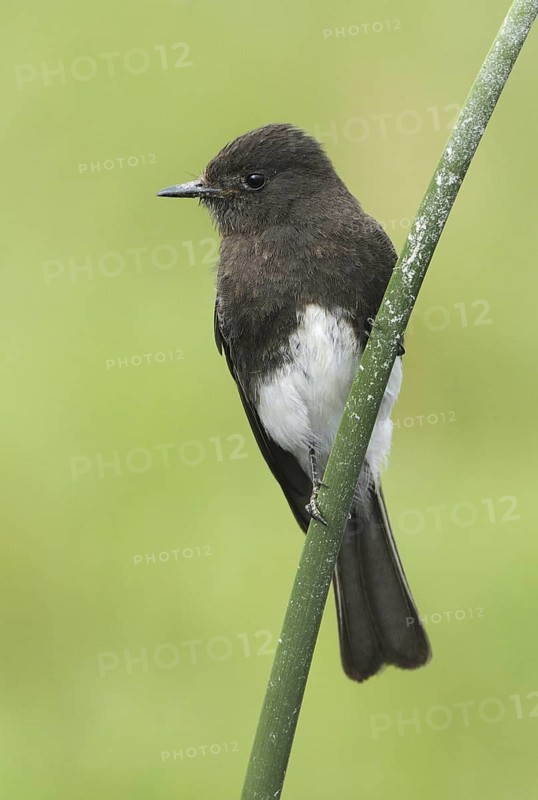 Black Phoebe (Sayornis nigricans), Canada
