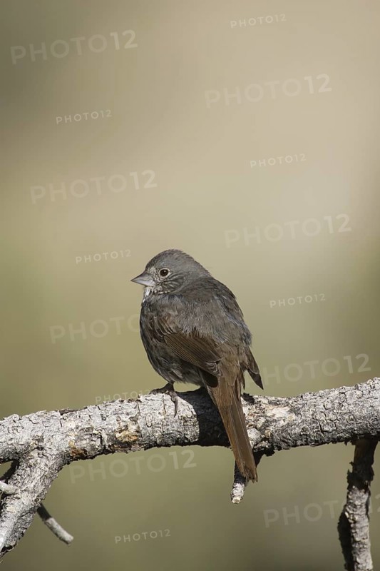 Slate-colored Fox Sparrow (Passerella schistacea canescens) male, California, USA