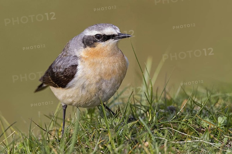 Northern Wheatear (Oenanthe oenanthe) male, Scotland, United Kingdom