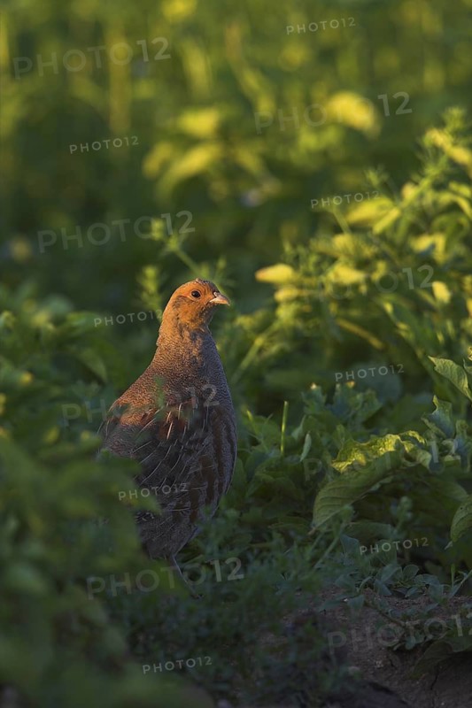 Grey Partridge (Perdix perdix), Rhineland-Palatinate, Germany
