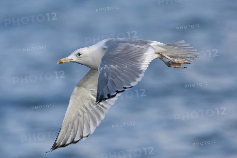 Caspian Gull (Larus cachinnans) flying, North Sea, Germany