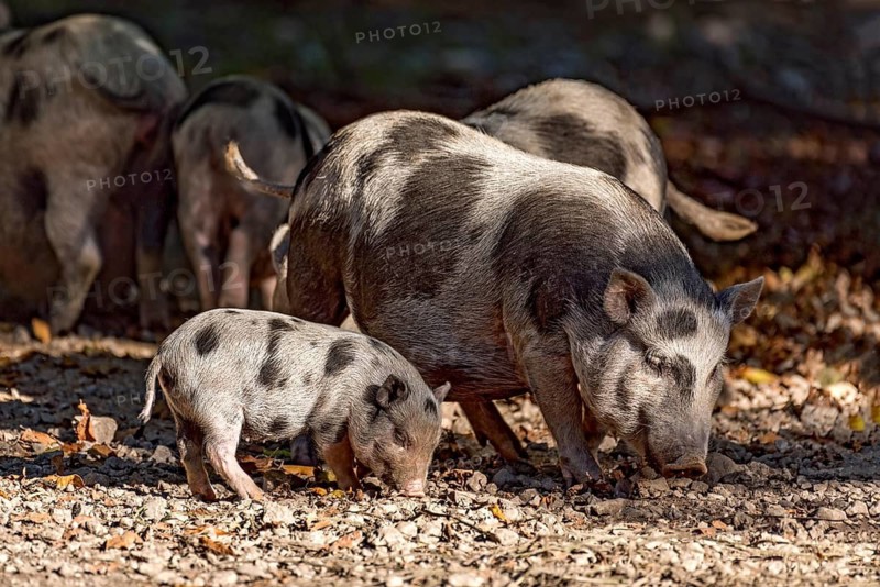 Pot-bellied pigs (Sus scrofa f. domestica), young animals, piglets, sniffing and digging in dry stony ground, Poing Wildlife Park, Upper Bavaria, Bavaria, Germany