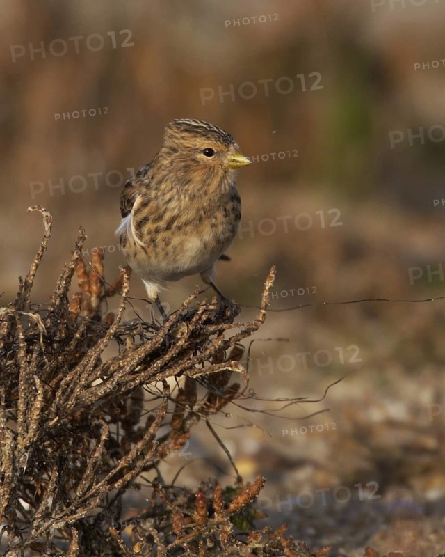 Twite (Linaria flavirostris), Schleswig-Holstein, Germany