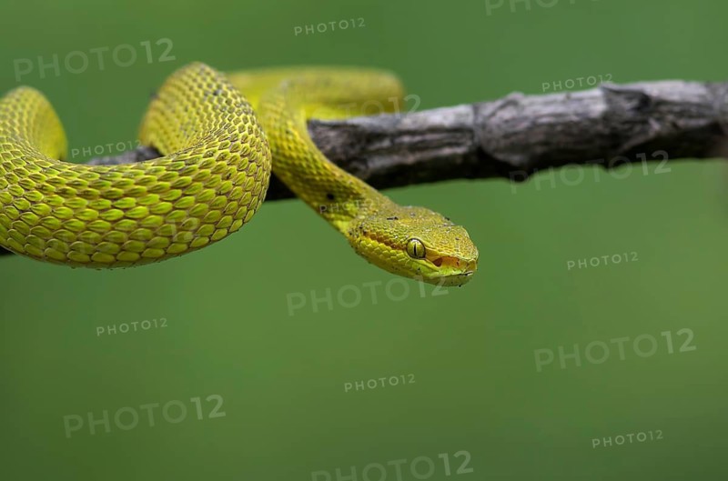 White-lipped pit viper (Trimeresurus albolabris), portrait, West Bengal, India