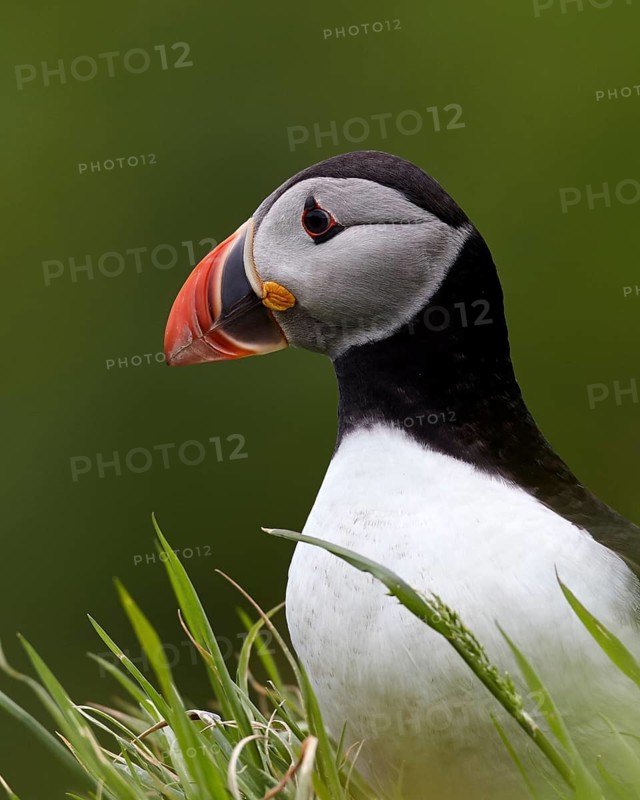 Atlantic Puffin (Fratercula arctica) perched on cliff, Kalsoy, Faroe Islands