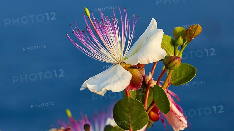 Caper flower (Flos capparis), white flower with pink stamens in front of a clear blue sky, morning light, islet of Tsichli Babas, Navarino Bay, Pylos, Peloponnese, Greece