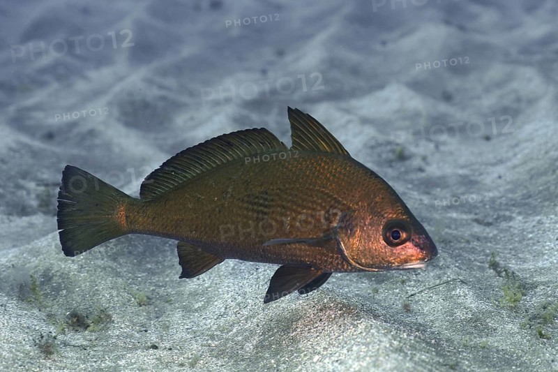 Umber fish (Umbrina canariensis)