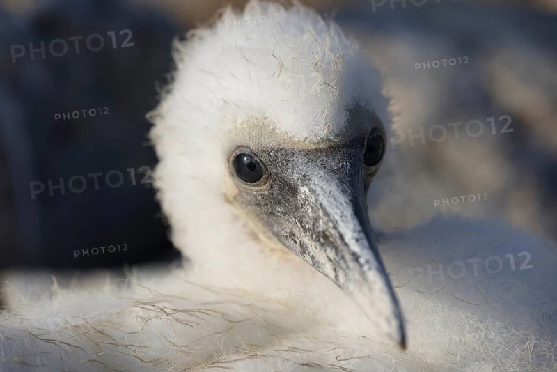 An intimate portrait of a fluffy juvenile bird, showcasing its detailed feathery texture and curious eyes, captured in the Galapagos Island, Ecuador
